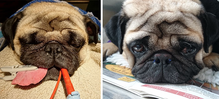 50% Of Short-Nosed Dogs Can’t Breathe Properly And Here’s How To Fix It 50% Of Short-Nosed Dogs Can’t Breathe Properly And Here’s How To Fix It