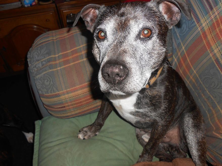 I Spoke To A Woman Who Has Fostered 36 Elderly And Neglected Dogs In The Space Of Three Years I Spoke To A Woman Who Has Fostered 36 Elderly And Neglected Dogs In The Space Of Three Years