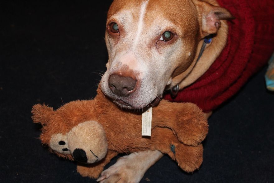 I Spoke To A Woman Who Has Fostered 36 Elderly And Neglected Dogs In The Space Of Three Years I Spoke To A Woman Who Has Fostered 36 Elderly And Neglected Dogs In The Space Of Three Years