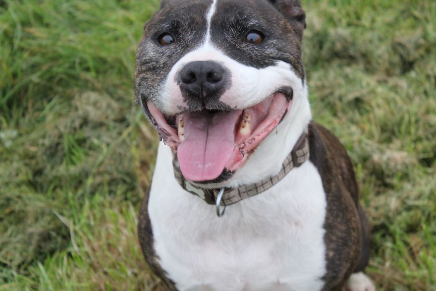 I Spoke To A Woman Who Has Fostered 36 Elderly And Neglected Dogs In The Space Of Three Years I Spoke To A Woman Who Has Fostered 36 Elderly And Neglected Dogs In The Space Of Three Years