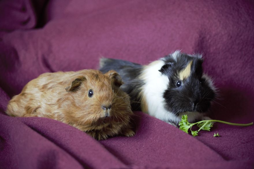 A Wonderful Birthday Surprise: Meet Almond And Pancake The Guinea Pigs