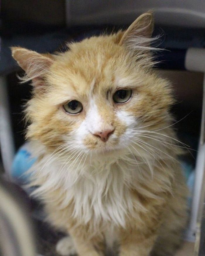 After A Family Abandons Their Cat, He Walks Back 12 Miles Just To Be Rejected Again After A Family Abandons Their Cat, He Walks Back 12 Miles Just To Be Rejected Again
