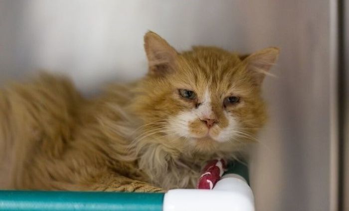 After A Family Abandons Their Cat, He Walks Back 12 Miles Just To Be Rejected Again After A Family Abandons Their Cat, He Walks Back 12 Miles Just To Be Rejected Again