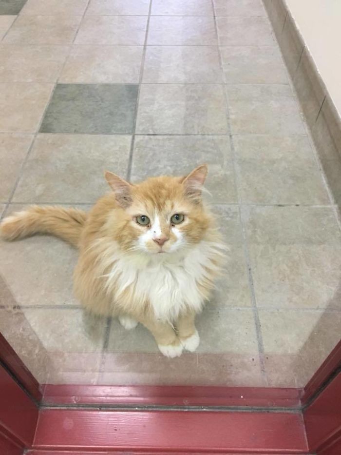 After A Family Abandons Their Cat, He Walks Back 12 Miles Just To Be Rejected Again After A Family Abandons Their Cat, He Walks Back 12 Miles Just To Be Rejected Again
