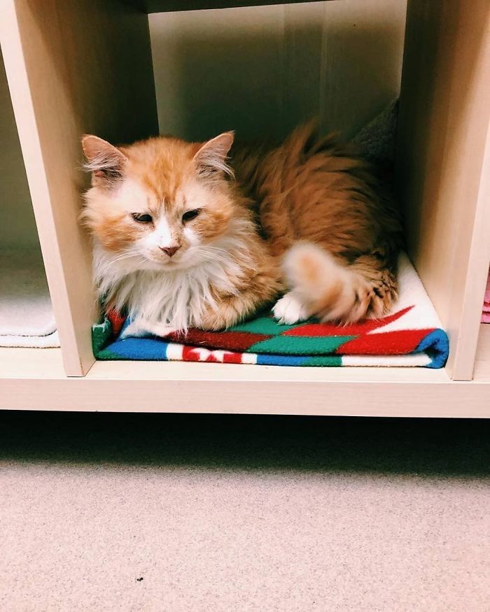 After A Family Abandons Their Cat, He Walks Back 12 Miles Just To Be Rejected Again After A Family Abandons Their Cat, He Walks Back 12 Miles Just To Be Rejected Again