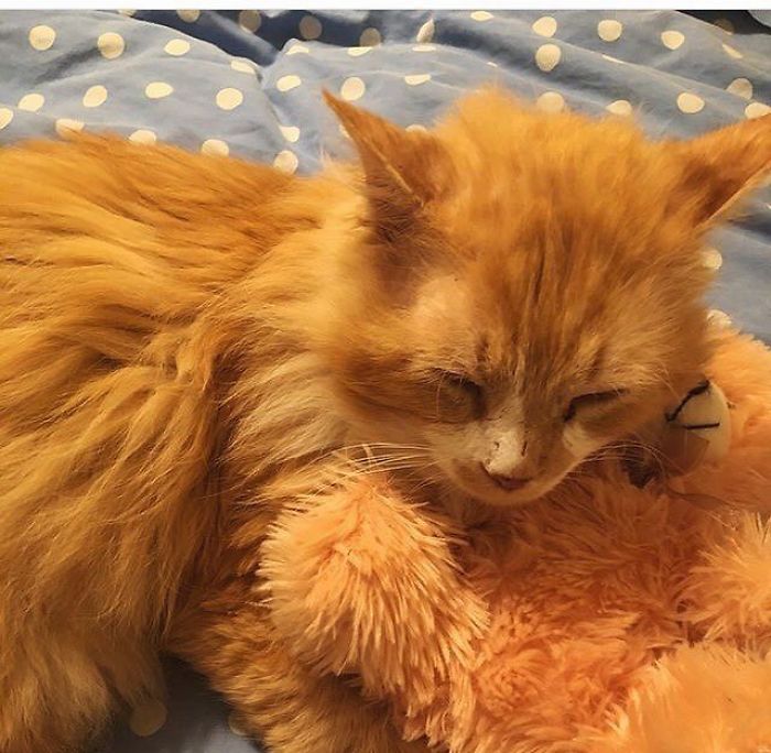 After A Family Abandons Their Cat, He Walks Back 12 Miles Just To Be Rejected Again After A Family Abandons Their Cat, He Walks Back 12 Miles Just To Be Rejected Again