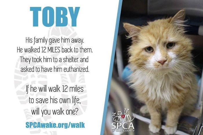 After A Family Abandons Their Cat, He Walks Back 12 Miles Just To Be Rejected Again After A Family Abandons Their Cat, He Walks Back 12 Miles Just To Be Rejected Again