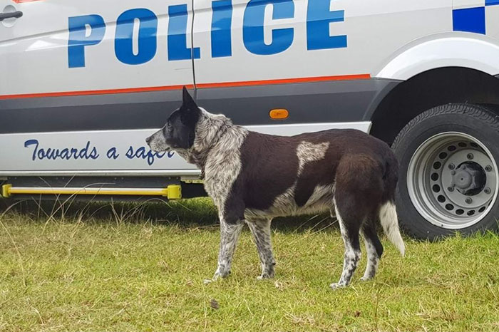 This Dog Protected A Toddler For 15 Hours In The Wild And Is Now An Honorary Police Doggo This Dog Protected A Toddler For 15 Hours In The Wild And Is Now An Honorary Police Doggo