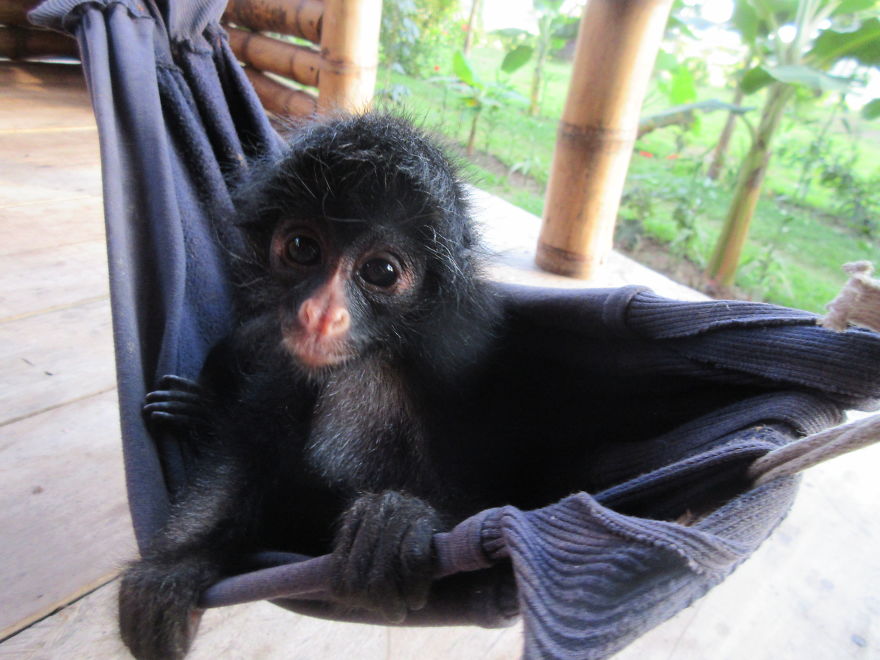 My Roommate Was A Baby Monkey