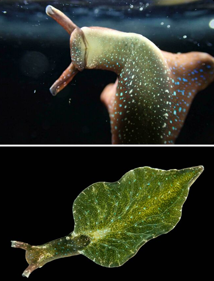 100 Awesome Facts About Animals You Probably Didn’t Know, As Shared On “Awwducational” (New Pics)