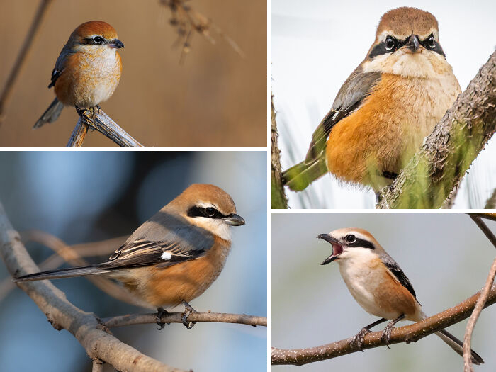 100 Awesome Facts About Animals You Probably Didn’t Know, As Shared On “Awwducational” (New Pics)