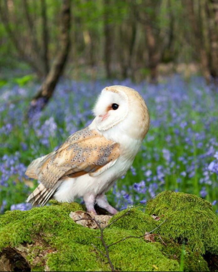 100 Awesome Facts About Animals You Probably Didn’t Know, As Shared On “Awwducational” (New Pics)