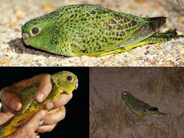 100 Awesome Facts About Animals You Probably Didn’t Know, As Shared On “Awwducational” (New Pics)