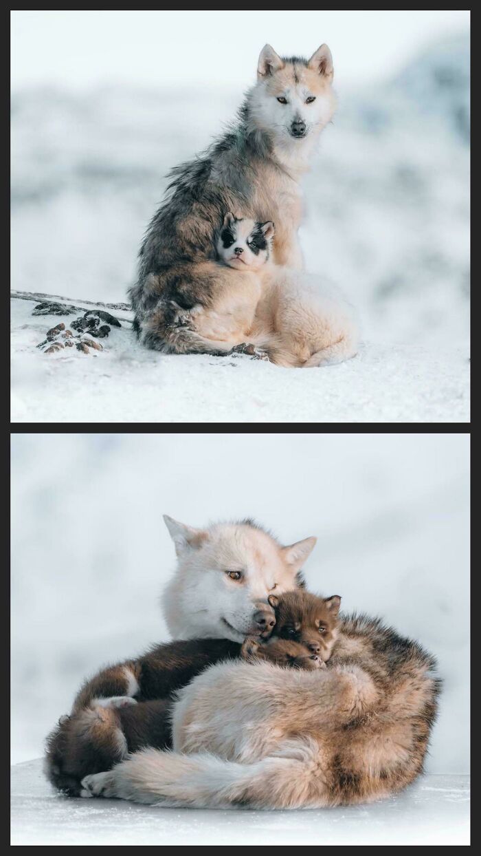 100 Awesome Facts About Animals You Probably Didn’t Know, As Shared On “Awwducational” (New Pics)