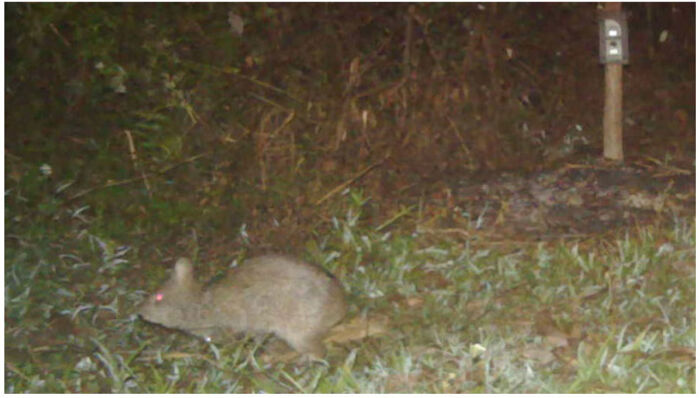 100 Awesome Facts About Animals You Probably Didn’t Know, As Shared On “Awwducational” (New Pics)