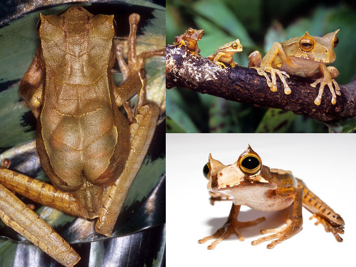 100 Awesome Facts About Animals You Probably Didn’t Know, As Shared On “Awwducational” (New Pics)