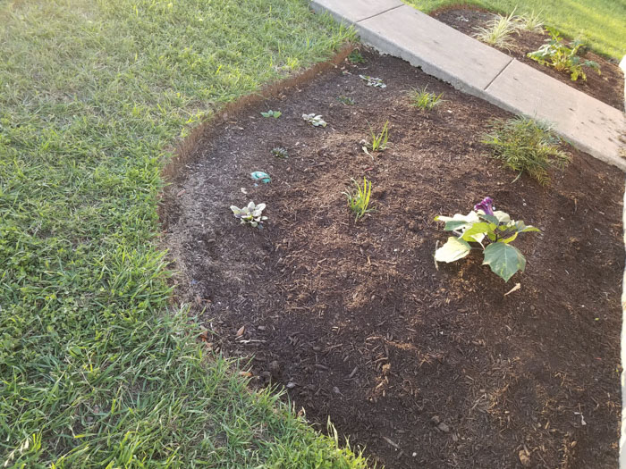 Man Grows A Garden To Keep Promise For His Late Wife, Gets Heartwarming Help From A “Plant Fairy” Man Grows A Garden To Keep Promise For His Late Wife, Gets Heartwarming Help From A “Plant Fairy”