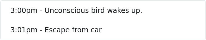 Man Rescued Injured Bird, And Now He Probably Wishes He Hadn’t Man Rescued Injured Bird, And Now He Probably Wishes He Hadn’t