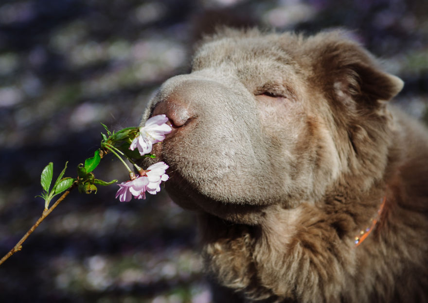 Londoner Bear Cub Looking For Adventures Londoner Bear Cub Looking For Adventures