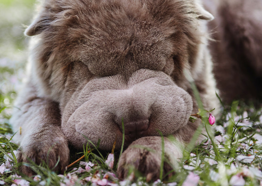Londoner Bear Cub Looking For Adventures Londoner Bear Cub Looking For Adventures