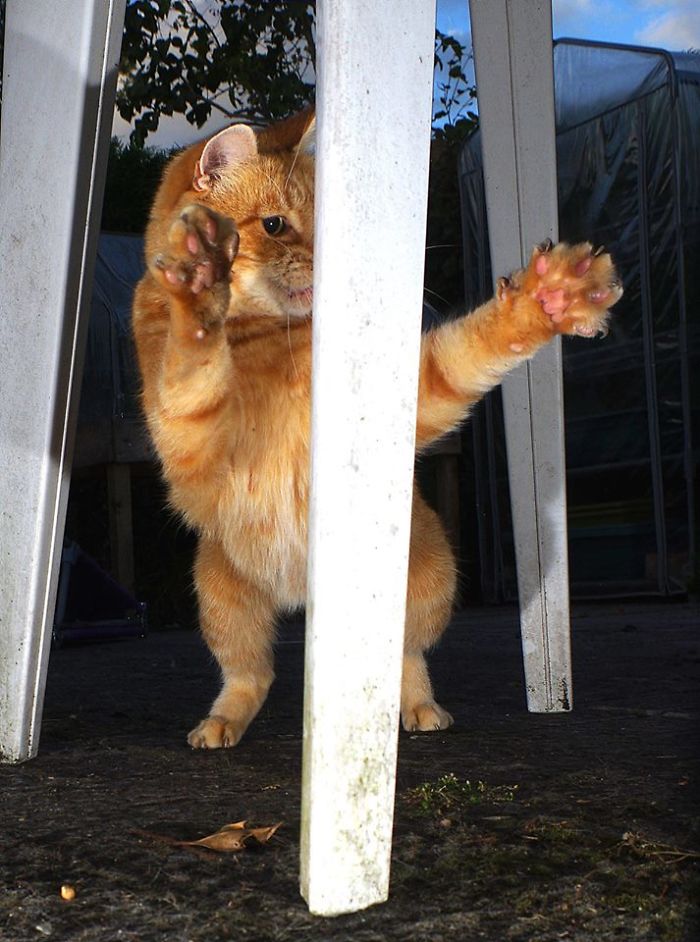 Our Cats Love To Dance Our Cats Love To Dance