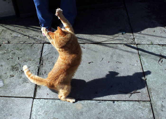 Our Cats Love To Dance Our Cats Love To Dance