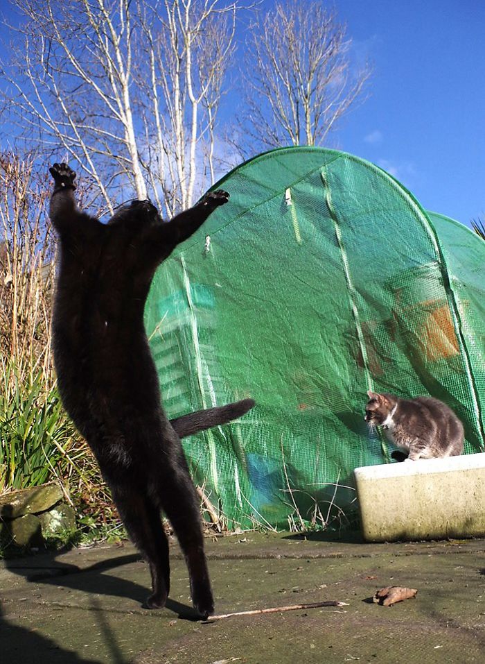 Our Cats Love To Dance Our Cats Love To Dance