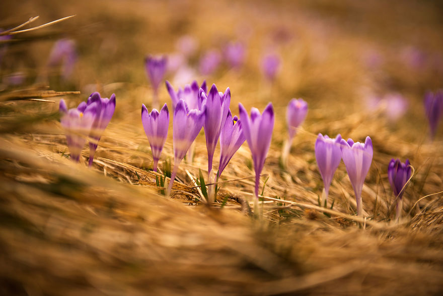 I Capture The Surreal Beauty Of Spring In Mountain Meadows In Poland I Capture The Surreal Beauty Of Spring In Mountain Meadows In Poland