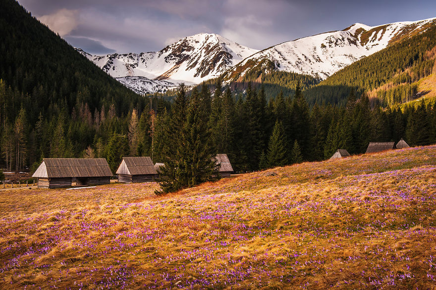 I Capture The Surreal Beauty Of Spring In Mountain Meadows In Poland I Capture The Surreal Beauty Of Spring In Mountain Meadows In Poland