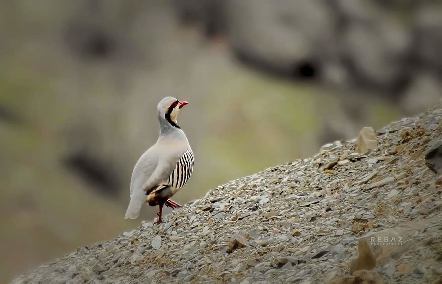Photographer Captures The Distinct Beauty Of Natually Colorful Birds