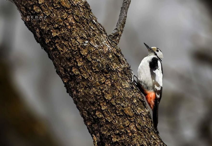 Photographer Captures The Distinct Beauty Of Natually Colorful Birds