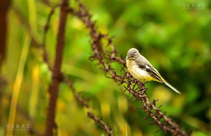 Photographer Captures The Distinct Beauty Of Natually Colorful Birds