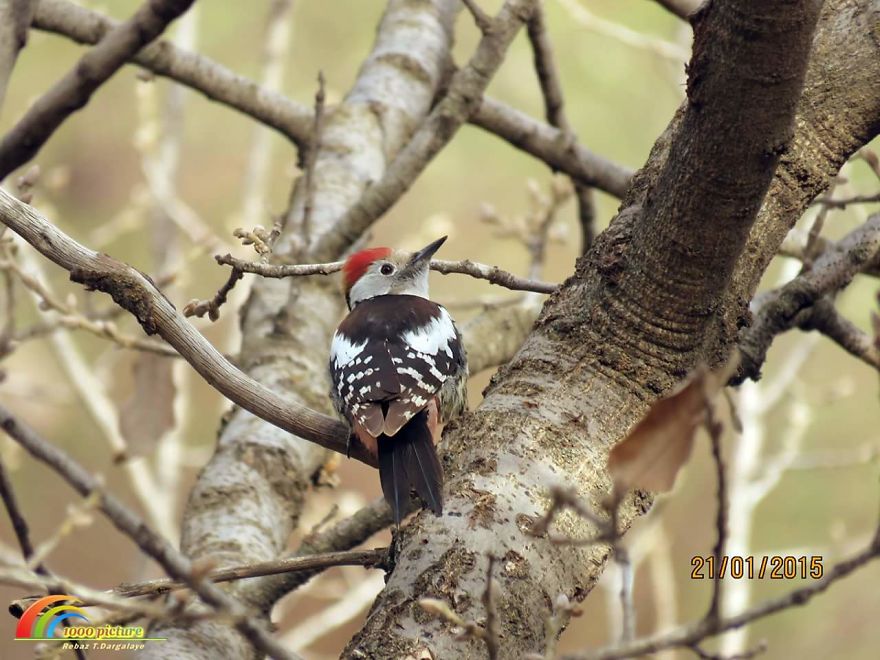 Photographer Captures The Distinct Beauty Of Natually Colorful Birds