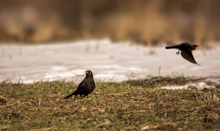 Photographer Captures The Distinct Beauty Of Natually Colorful Birds