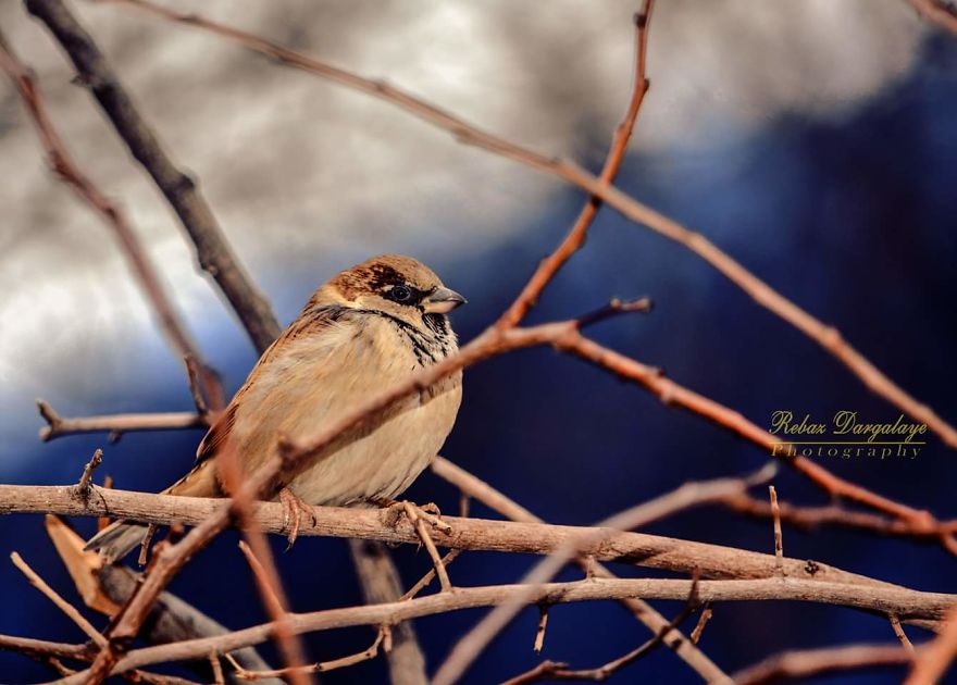 Photographer Captures The Distinct Beauty Of Natually Colorful Birds
