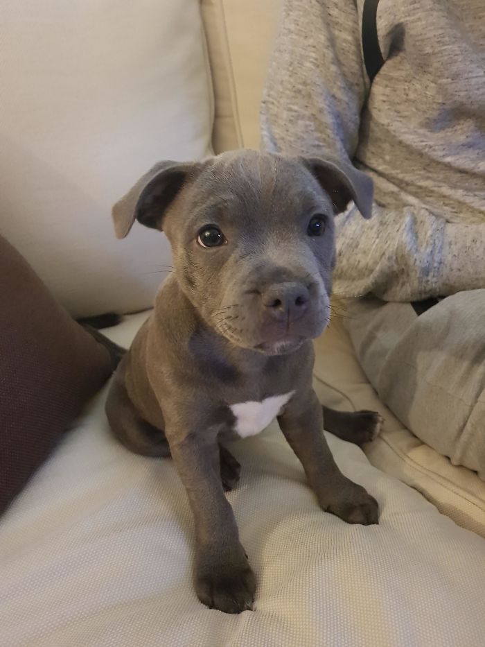 Hey, Pandas! Share The Cutest Pic Of Your Doggo When It Was Still A Pupper Hey, Pandas! Share The Cutest Pic Of Your Doggo When It Was Still A Pupper