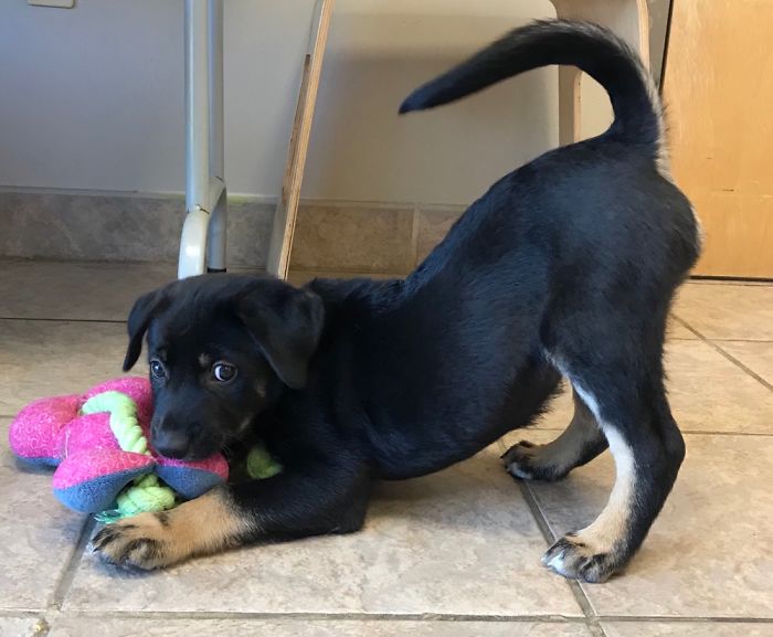 Hey, Pandas! Share The Cutest Pic Of Your Doggo When It Was Still A Pupper Hey, Pandas! Share The Cutest Pic Of Your Doggo When It Was Still A Pupper