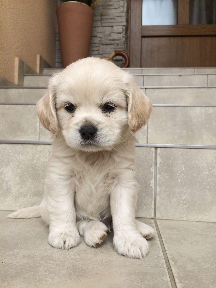 Hey, Pandas! Share The Cutest Pic Of Your Doggo When It Was Still A Pupper Hey, Pandas! Share The Cutest Pic Of Your Doggo When It Was Still A Pupper