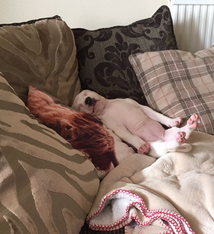 Hey, Pandas! Share The Cutest Pic Of Your Doggo When It Was Still A Pupper Hey, Pandas! Share The Cutest Pic Of Your Doggo When It Was Still A Pupper