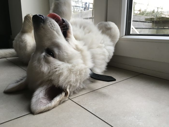 Hey, Pandas! Share The Cutest Pic Of Your Doggo When It Was Still A Pupper Hey, Pandas! Share The Cutest Pic Of Your Doggo When It Was Still A Pupper