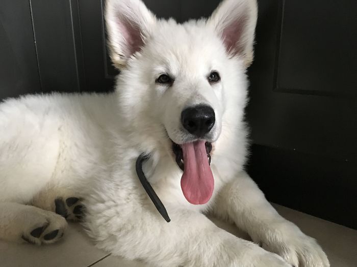 Hey, Pandas! Share The Cutest Pic Of Your Doggo When It Was Still A Pupper Hey, Pandas! Share The Cutest Pic Of Your Doggo When It Was Still A Pupper