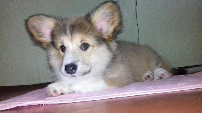 Hey, Pandas! Share The Cutest Pic Of Your Doggo When It Was Still A Pupper Hey, Pandas! Share The Cutest Pic Of Your Doggo When It Was Still A Pupper