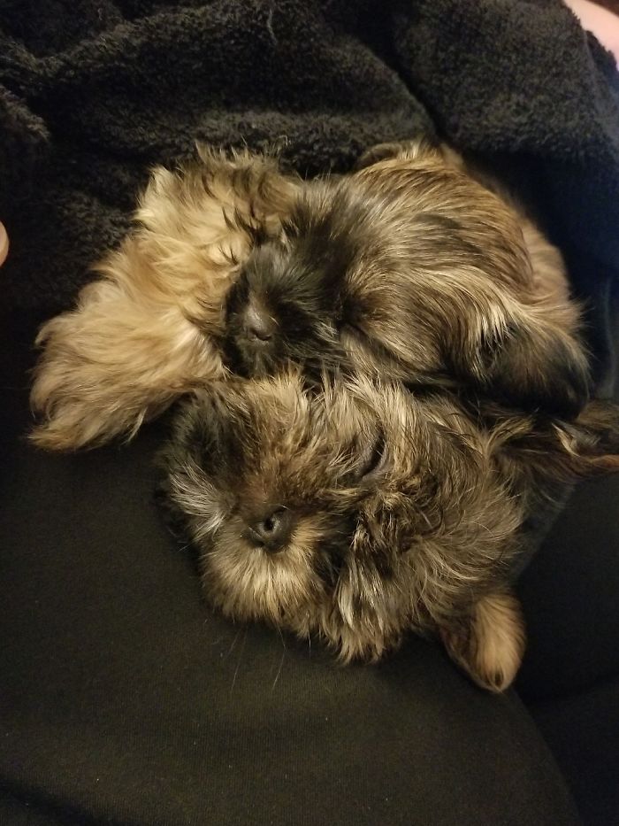 Hey, Pandas! Share The Cutest Pic Of Your Doggo When It Was Still A Pupper Hey, Pandas! Share The Cutest Pic Of Your Doggo When It Was Still A Pupper