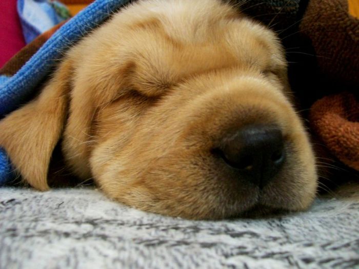 Hey, Pandas! Share The Cutest Pic Of Your Doggo When It Was Still A Pupper Hey, Pandas! Share The Cutest Pic Of Your Doggo When It Was Still A Pupper