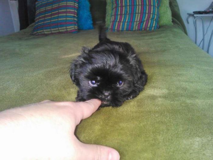 Hey, Pandas! Share The Cutest Pic Of Your Doggo When It Was Still A Pupper Hey, Pandas! Share The Cutest Pic Of Your Doggo When It Was Still A Pupper