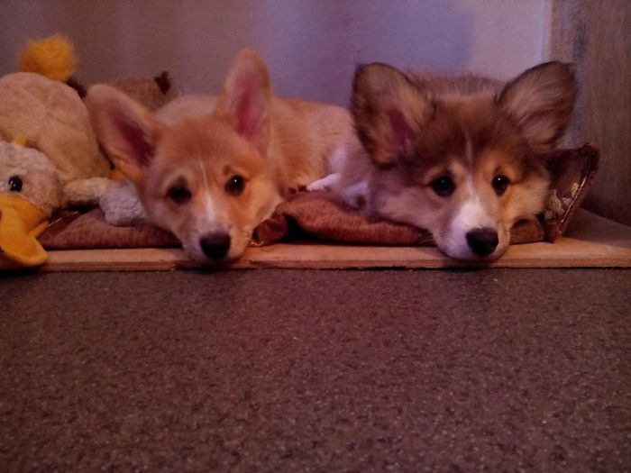 Hey, Pandas! Share The Cutest Pic Of Your Doggo When It Was Still A Pupper Hey, Pandas! Share The Cutest Pic Of Your Doggo When It Was Still A Pupper