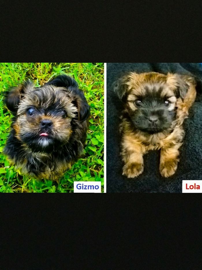 Hey, Pandas! Share The Cutest Pic Of Your Doggo When It Was Still A Pupper Hey, Pandas! Share The Cutest Pic Of Your Doggo When It Was Still A Pupper