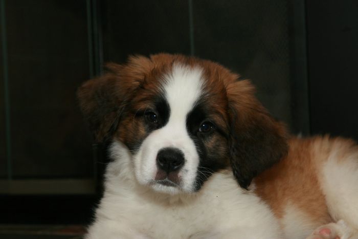 Hey, Pandas! Share The Cutest Pic Of Your Doggo When It Was Still A Pupper Hey, Pandas! Share The Cutest Pic Of Your Doggo When It Was Still A Pupper