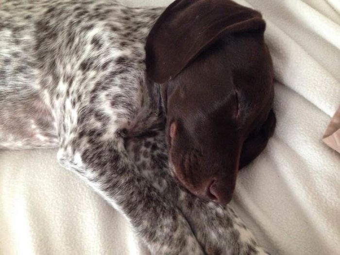 Hey, Pandas! Share The Cutest Pic Of Your Doggo When It Was Still A Pupper Hey, Pandas! Share The Cutest Pic Of Your Doggo When It Was Still A Pupper