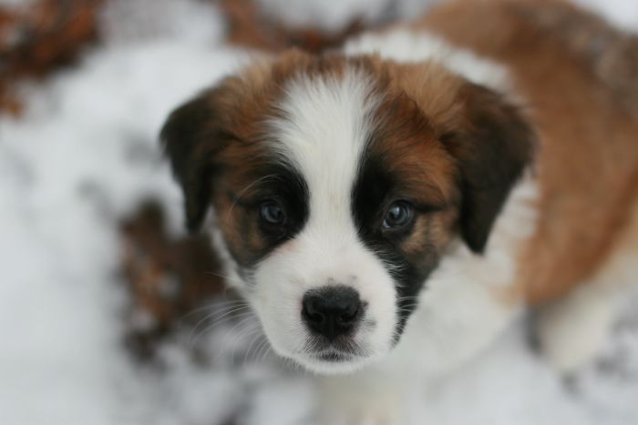 Hey, Pandas! Share The Cutest Pic Of Your Doggo When It Was Still A Pupper Hey, Pandas! Share The Cutest Pic Of Your Doggo When It Was Still A Pupper